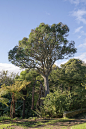 Prehistoric Garden (125)