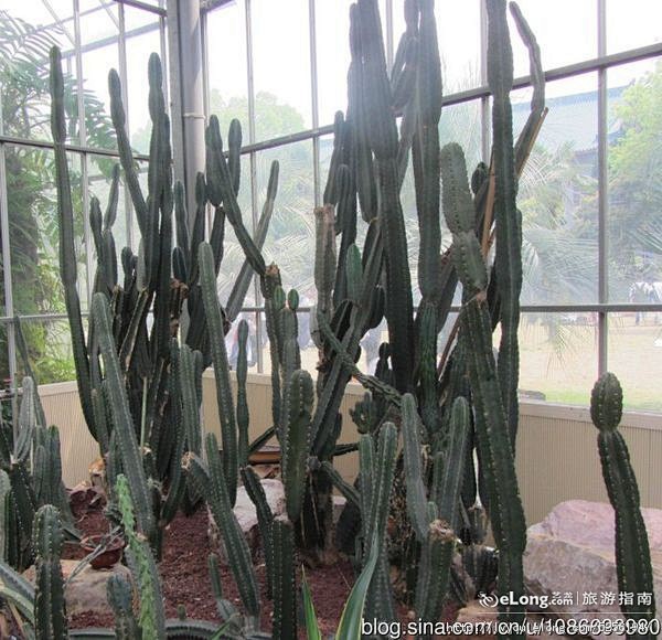 带刺的仙人掌类植物——东湖植物园5：湖北...