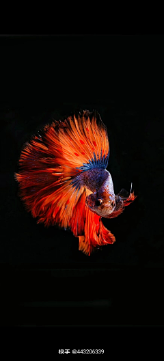 远山流水采集到水族世界