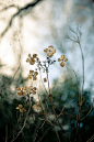 Winter flowers.