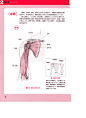 骨骼肌肉人体结构运动规律 (36).jpg