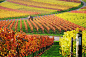 Autumn Vineyard