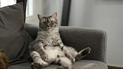 点击来源直接获取大图文件 |A lazy fat cat sitting with a funny gesture on the comfortable couch. Domestic life animals