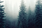 A pale shot of tall conifers in thick fog