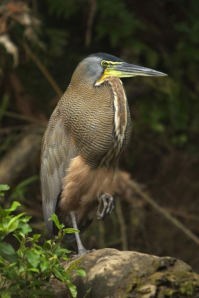 鹈形目鹭科虎鹭属横纹虎鹭成鸟