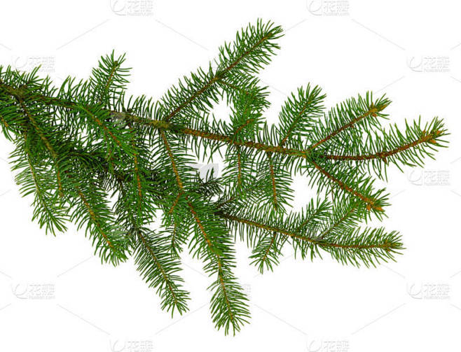 松树枝条/松树枝条。 Spruce 。 冷杉树。 装修及装修