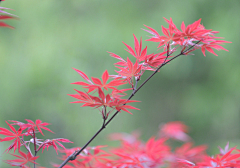 请叫我花仙zi采集到花好月圆