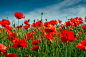 Red opium poppy / Papaver rhoeas