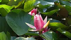 水中百合 花壁纸 自然 池塘 花卉背景 水厂 盛开 花卉 睡莲