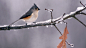 鸟冷冻密歇根州分行簇绒山雀冰冷的 - 壁纸（#1682574）/ Wallbase.cc