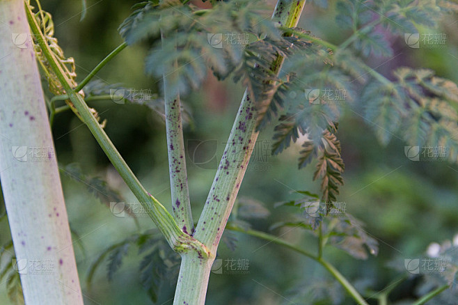 特写铁杉树干的特征红点