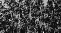 棕榈树,叶子,黑色背景,槟榔属,槟榔树,高大的,复叶,枝繁叶茂,异国情调,高处