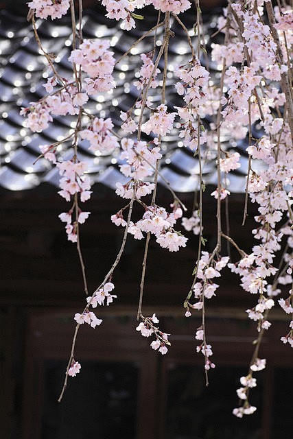 粉墙黛瓦马头墙雾里乡村桃花源