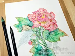 24节气花卉-17芙蓉-硫代硫酸钠_原创,水彩,花卉_涂鸦王国插画