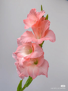 云淡风轻fanyun采集到菖蒲