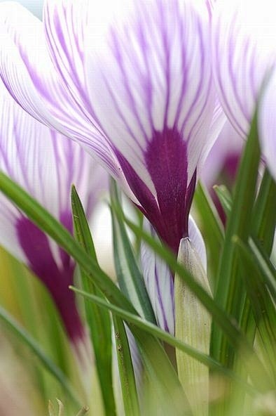 Crocus | Flowers & P...