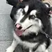 肆玖的四九