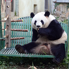 Selfishperon采集到熊猫