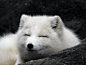 Smiling Arctic Fox by Lisa Melvin on 500px#北极狐##白##摄影##动物#北极狐你好美，北极狐你好萌