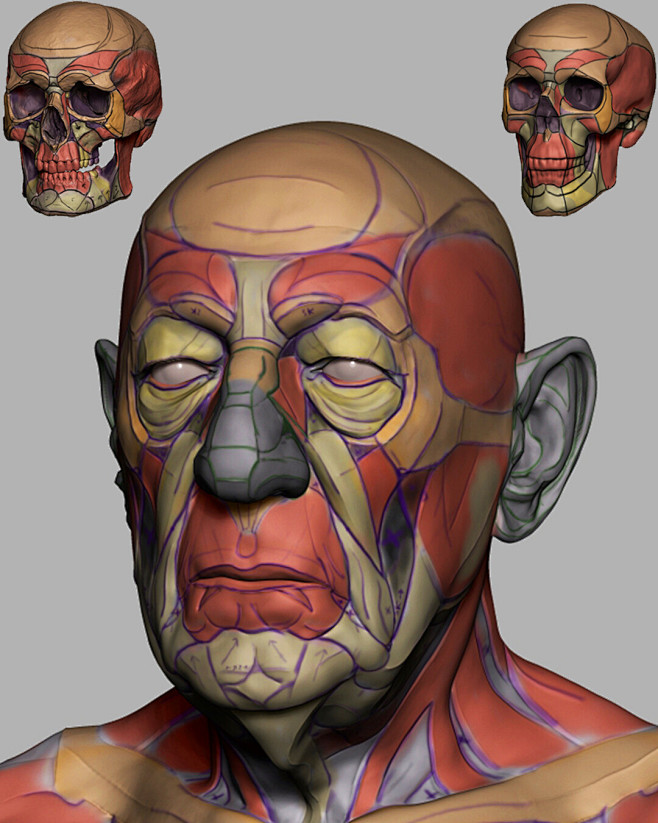 Head - Anatomical/St...