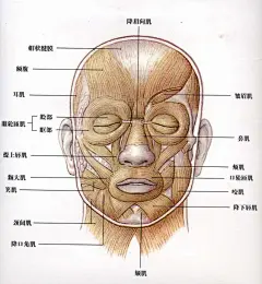 头颅2