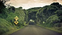 地球自然景观道路的树木壁纸（#2286080）/ Wallbase.cc@北坤人素材