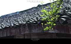 小灵子at-17采集到Flowers