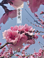 【观赏桃】九宫格【第一辑】桃花在中国观赏花里一直是举足轻重的一员。光单瓣系的桃花就有七八种之多，桃花自然花色就非常丰富，花型也有很多独特的种类，比如铃花型的瑞光，梅花型的紫奇，桃花主要分为直枝系、帚桃系、寿星系、垂枝系、折枝系，第一辑主要展示直枝单瓣和折枝系的云龙桃。 ​​​​
