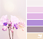 Design Seeds : Design Seeds color palettes ... posted daily for all who love color.