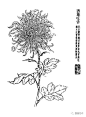 缪谷瑛《由里山人菊谱》欣赏，美美哒！