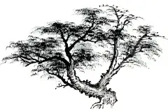 古树bca010032