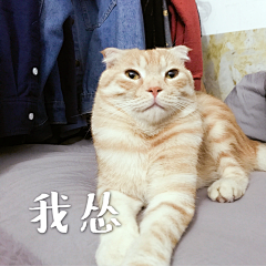 颖颖颖颖颖-采集到生活记录之我的大狗蛋喵喵喵