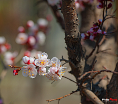 爱图图采集到花卉静物摄影