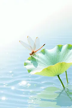 蜻蜓 (1)