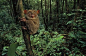 邦加眼镜猴（Western tarsier Tarsius bancanus Horsfield）。邦加眼镜猴的每只眼睛比它的大脑还大，这种超小灵长类动物的大眼睛是自然界最古怪的夜视镜，它的巨大的脚和有力的后腿意味着它能从一棵树跳跃到另一棵树，寻找昆虫和小型无脊椎动物吃。原产于婆罗洲和苏门答腊岛部分地区。