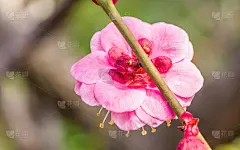 春花系列:梅花春花