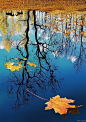 autumn landscape reflected on the blue water