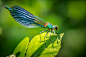 艳娘
Colorful Dragonfly ll by NickSW  on 500px