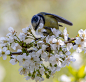 鸟 蓝雀 苹果花 - Pixabay上的免费照片