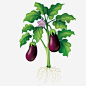 矢量种植茄子png免抠素材_新图网 https://ixintu.com 开花 根系 绿色蔬菜 紫色蔬菜
