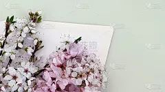 春花樱花信封