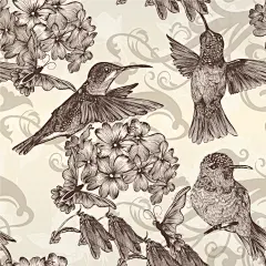复古版画风格蜂鸟与花朵矢量素材(2)