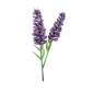 薰衣草 高质量花卉花朵PNG免抠图_11.-Lavender