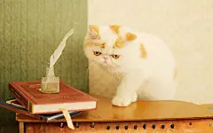 可爱萌宠小猫咪图片桌面高清电脑壁纸