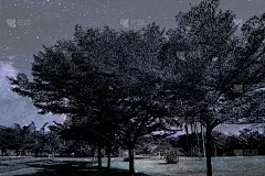 美丽抽象的纹理，彩色的黑白花卉和树木植物森林景观上的黑暗和极光北极星和星星天空银河银河的背景和壁纸