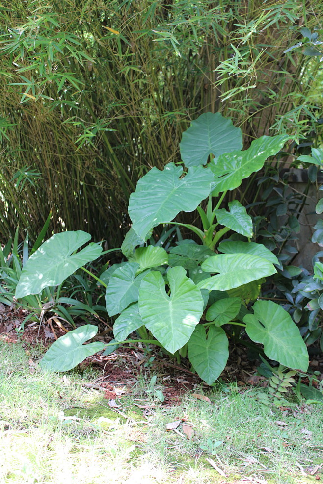 海芋 天南星科海芋属
多年生草本，茎粗壮...