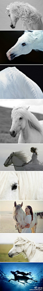 灵魂之马，智慧之马。