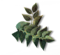 绿色植物绿叶