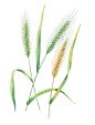 Botanical illustrations for Digital BBDO. Herb on Behance
