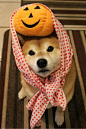 sasaq:

Shiba Inu Nanu/柴犬Nanu